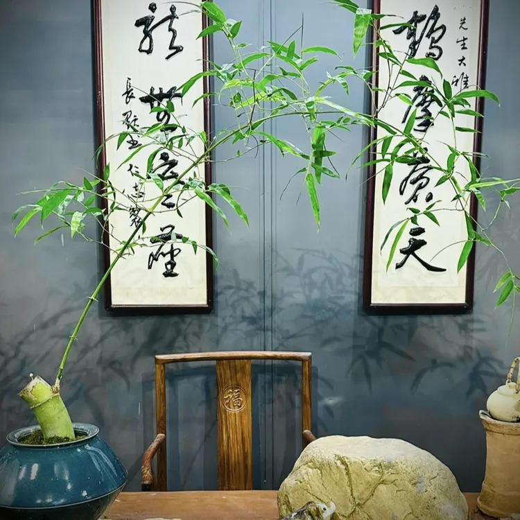 网红小叶小叶簕竹勒竹盆景熟桩一物一拍茶空间文人家居观赏盆景