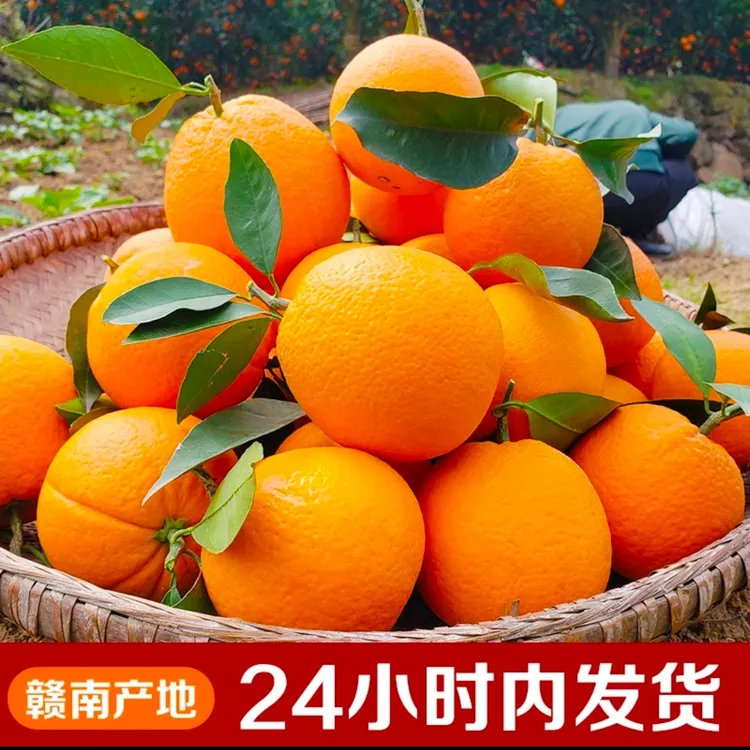 正宗赣南脐橙当季新鲜水果甜橙手剥橙果园直发一件代发