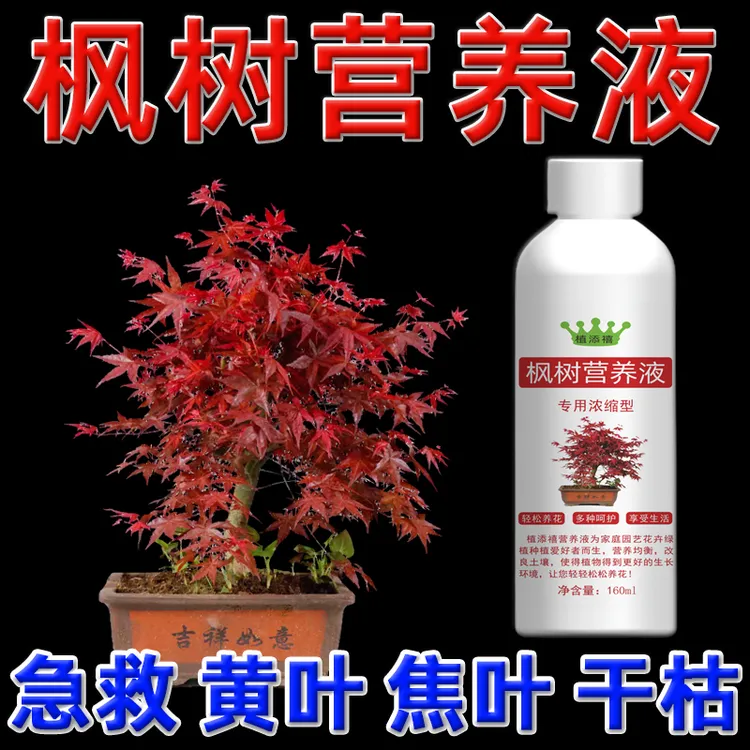 枫树专用肥红枫树肥料流泉枫黄金枫盆景叶尖枯焦叶面植物营养液