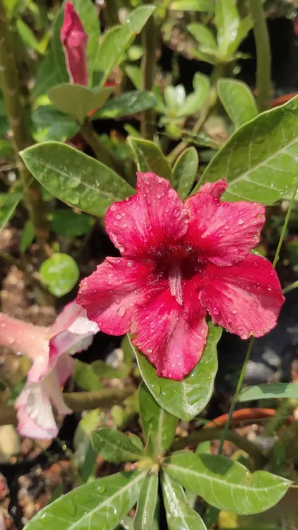 沙漠玫瑰原生特殊花色福利款