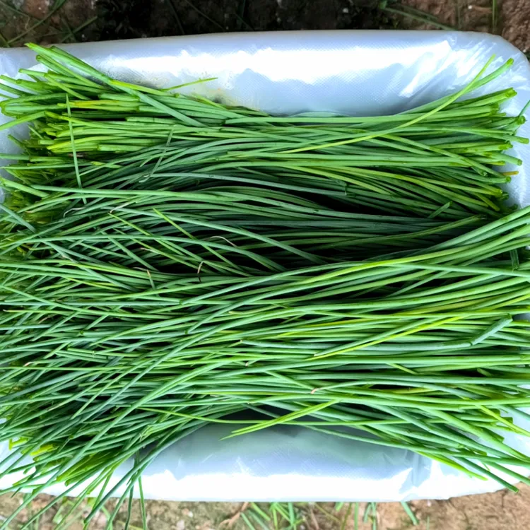 【新鲜沙葱包邮】甘肃民勤新鲜沙葱小野葱香葱蔬菜泡沫箱+冰袋发货