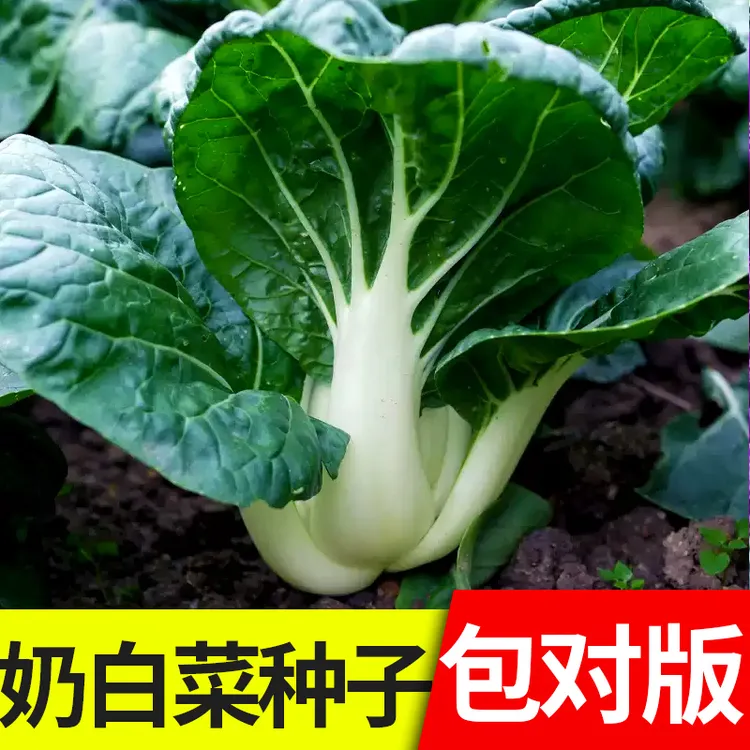 脆甜奶白菜种子四季奶油小青菜阳台秋冬季盆栽籽种蔬菜农家蔬菜籽