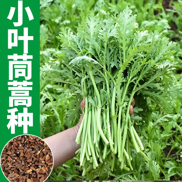 小叶茼蒿种子 皇帝菜种籽光杆蔬菜多次采收庭院阳台 四季高产青菜