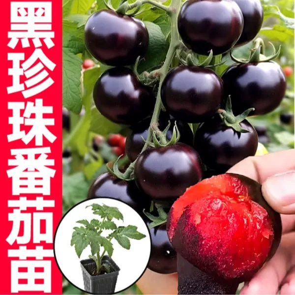 山东寿光黑珍珠番茄秧苗糖水炸弹黑色有机小番茄紫圣女果四季菜苗