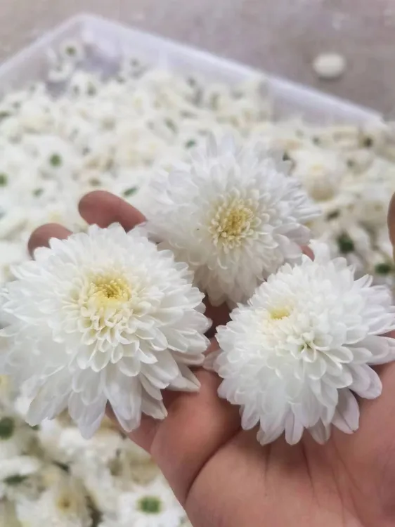 白菊花茶