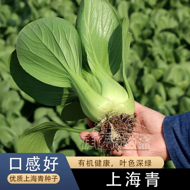 夏季抗热上海青青菜种子青梗菜正宗矮脚油菜耐热耐高温蔬菜种子