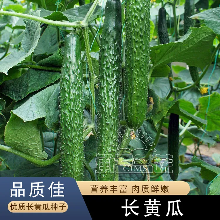 绿芯黄瓜种子苗高产水果黄瓜青瓜种籽大全春四季蔬菜种孑盆栽阳台