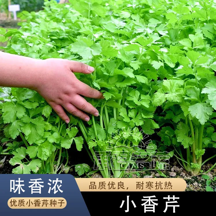 四季小香芹种子大全芹菜苗种籽大全芹菜种子季青菜籽蔬菜种孑农家