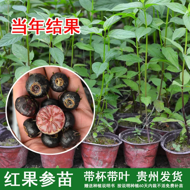 红果参苗 蜘蛛果苗 草本植物 带杯带土