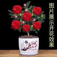 茶花树苗浓香山茶花盆栽地栽香妃茶花红色茶花耐寒耐热四季开花卉