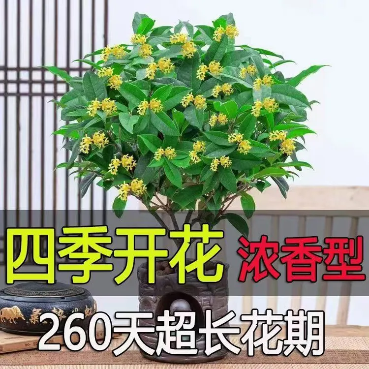 送花盆桂花树苗盆栽金桂四季桂开花不断室内外阳台庭院浓香型花卉