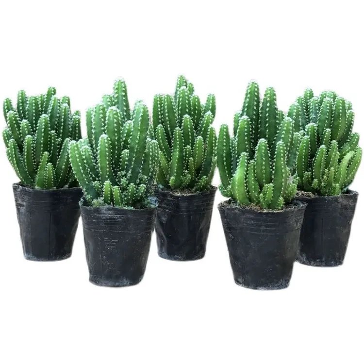 多肉万重山多肉小盆栽绿植花苗多肉组合仙人掌植物办公室客厅耐旱