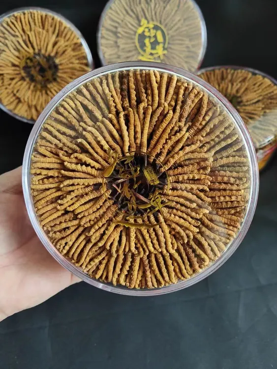 绿态源2025头茬新干冬虫夏草 50 根小草精选