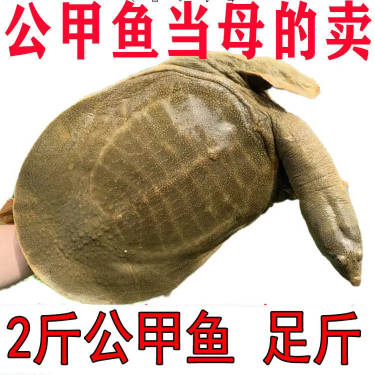 【足斤】外塘公甲鱼活体鲜活食用水鱼团鱼王八中鳖华散养套养垂钓