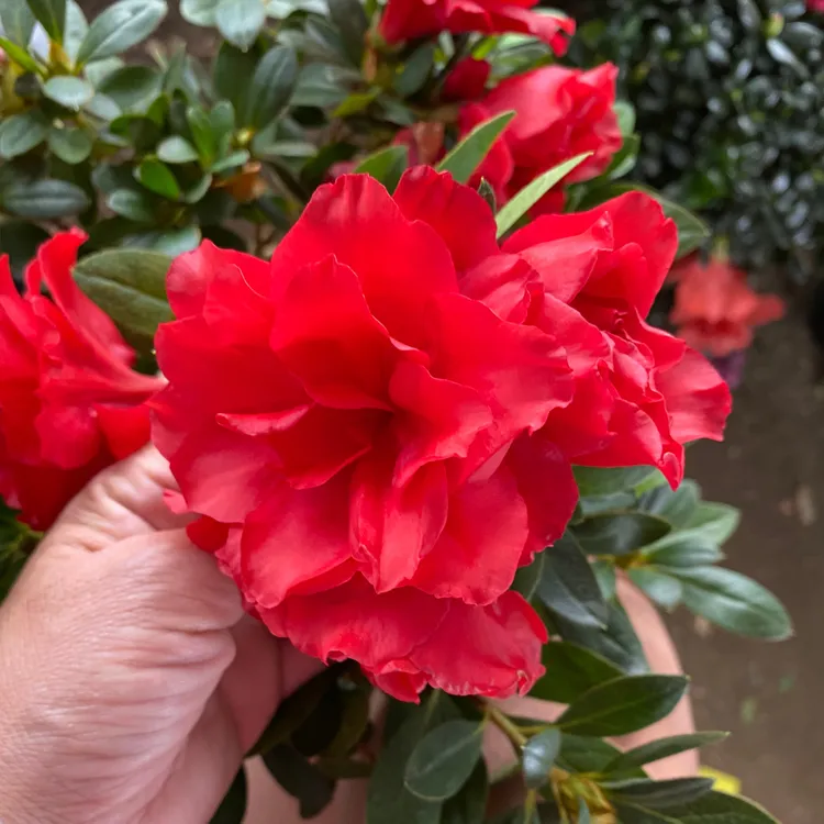 品种大富贵大红袍杜鹃花.室内室外易养活。