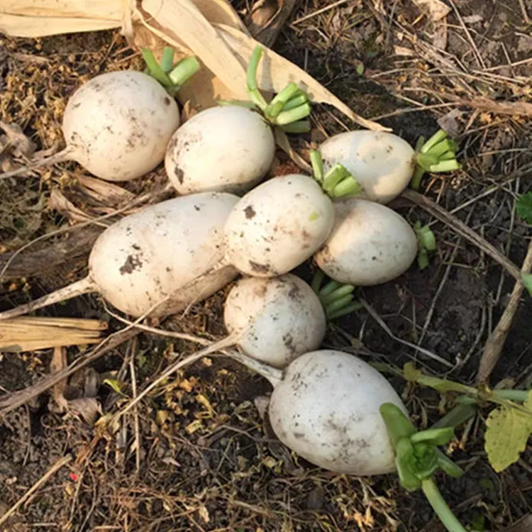 2025年现挖新鲜土萝卜黄陂土萝卜农家自种新鲜蔬菜萝卜