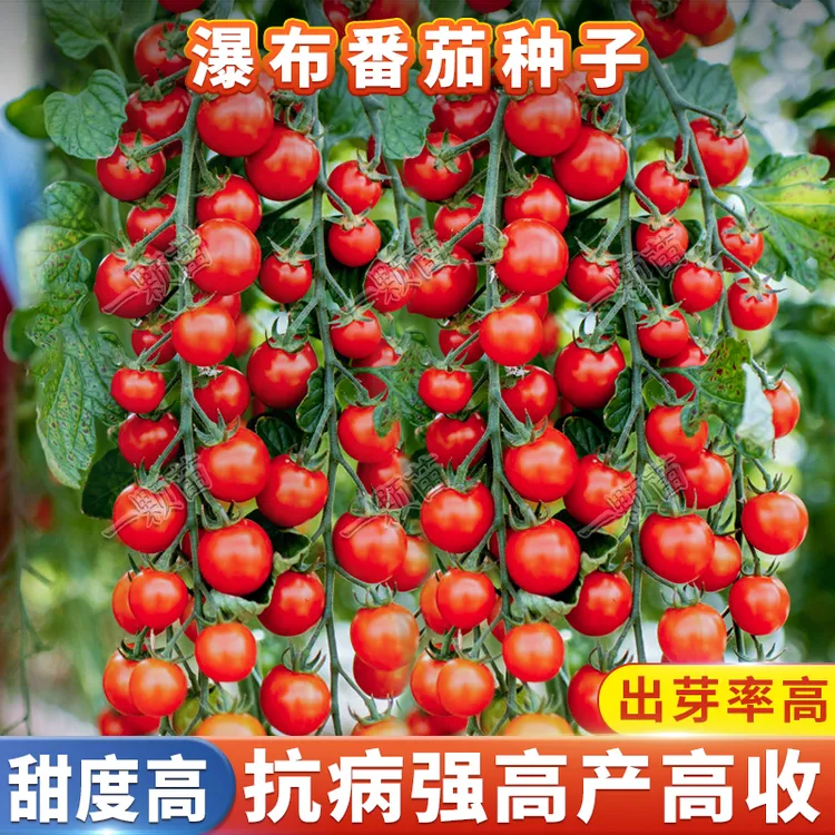 瀑布小番茄种籽  水果西红柿阳台庭院四季播种植农家菜地蔬菜种子