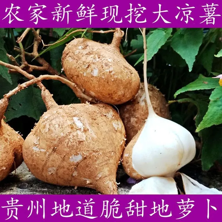 贵州高山农家脆甜多汁地萝卜水果现挖现发