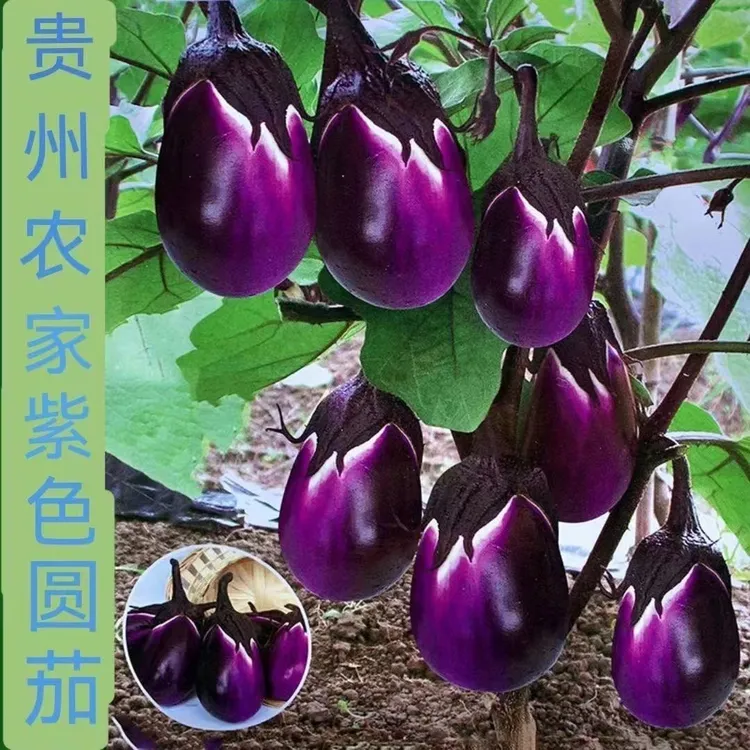 贵州高山圆茄老品种香糯茄子现摘现发