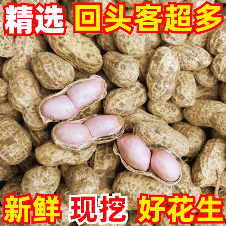 品质25年现挖新鲜花生带壳湿花生安徽现挖湿花生5斤3斤1.5斤批发