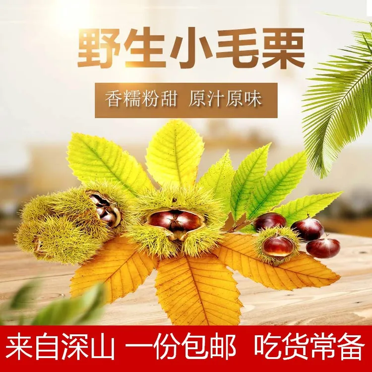 新鲜野生小毛栗子小板栗生新安徽陕西神农架野生板栗锥栗子生板栗