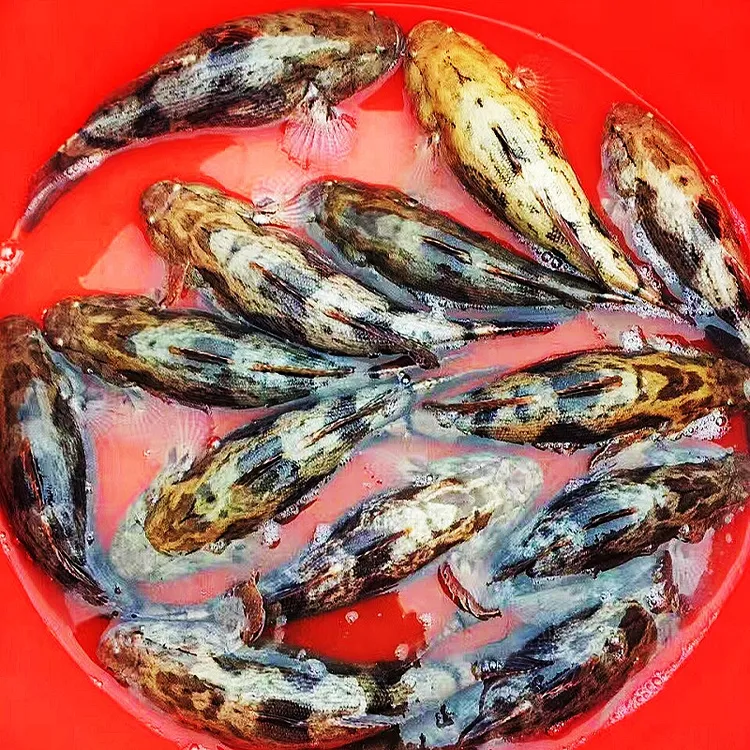 正宗养鱼云斑鱼尖塘鳢鱼沙塘鳢鱼养鱼宠物活体淡水鱼养殖泰笋发货