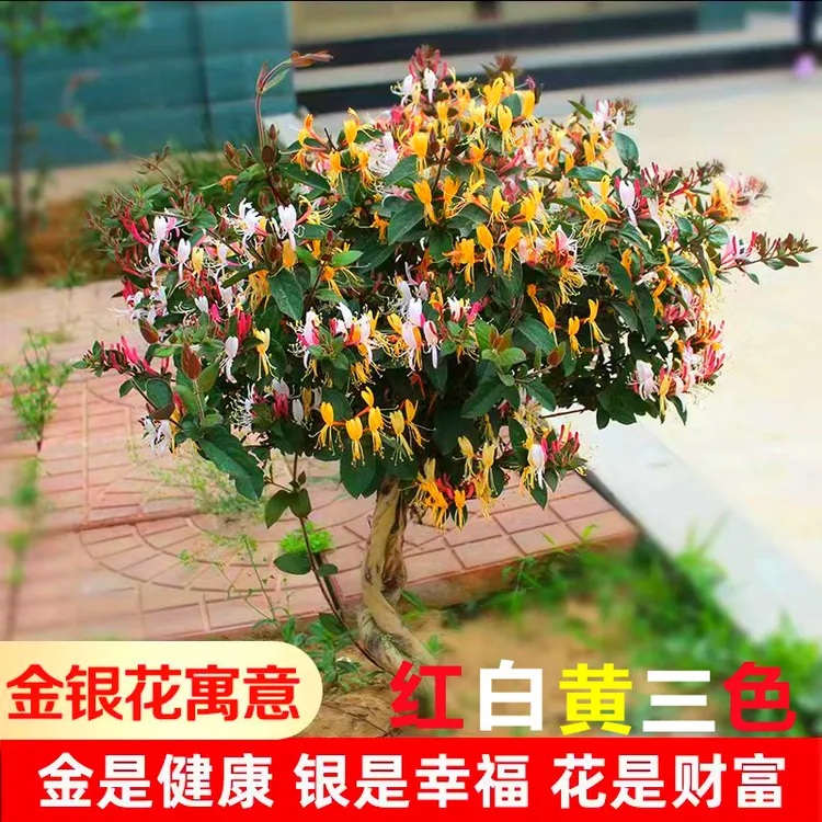 金银花苗树苗盆栽盆景老桩植物泡茶闻香爬藤室内可食用四季迎客松