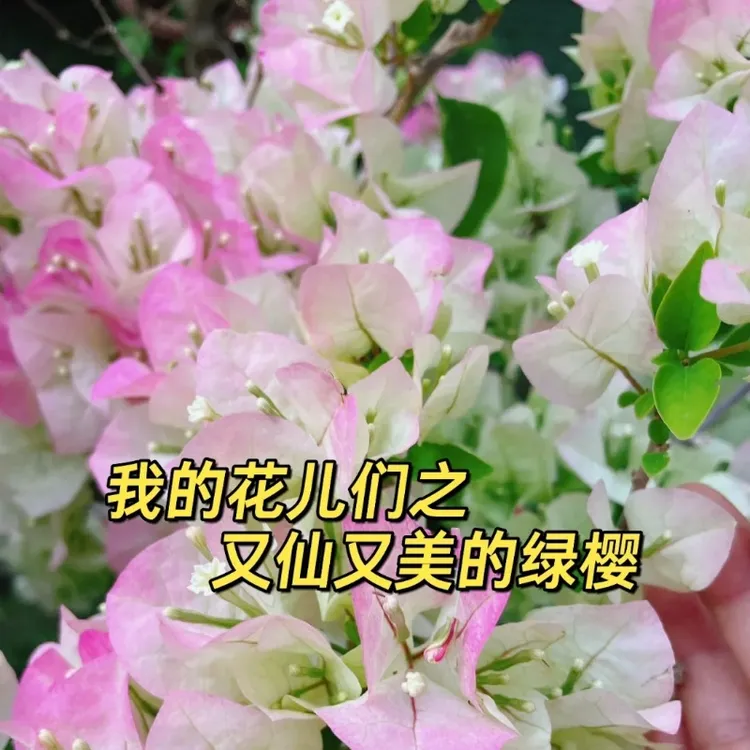 三角梅【绿樱】仙气飘飘抹茶绿渐变粉色阳台庭院露台勤花品种