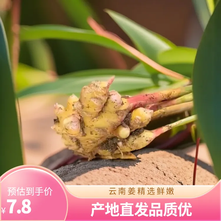 云南农家产地小黄姜嫩姜菜姜月子姜泡姜炒菜鲜新现挖精选1斤包邮