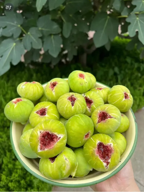 威海无花果精选新鲜青皮流蜜现摘现发收货冷藏孕妇果干蜜甜多汁鲜