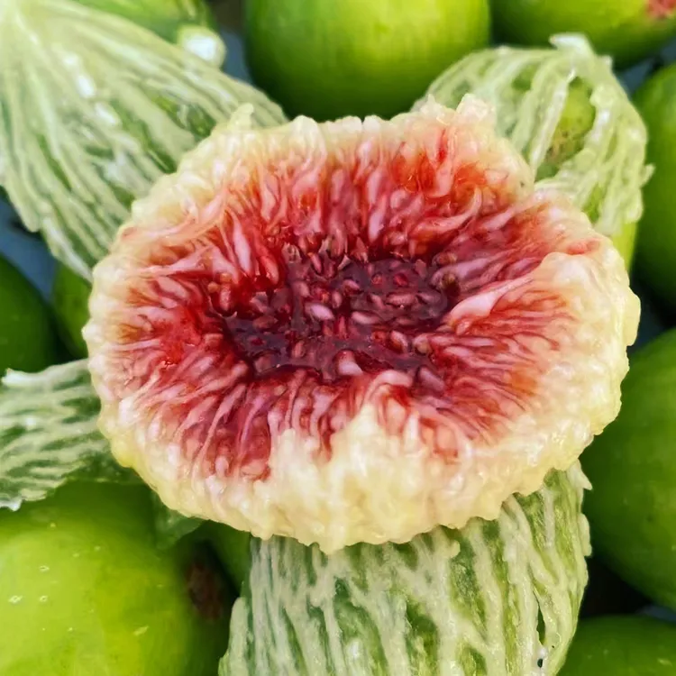 威海新鲜无花果  精选新鲜青皮无花果现摘现发孕妇果