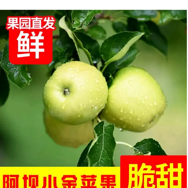 小金县青苹果高海拔生长酸甜可口果园直发现采现发自然营养健康