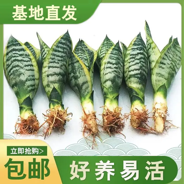 【开业大促】基地现发矮脚金边虎皮兰室内绿植桌摆绿植好养易活