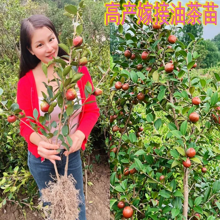 江西长林高产嫁接油茶苗杂交良种油茶树苗白花红皮中大果薄皮茶子