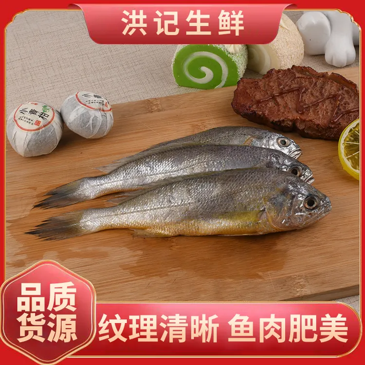 东海捕捞肉质饱满食用深海3斤黄花鱼红烧美味风味鲜美黄花鱼