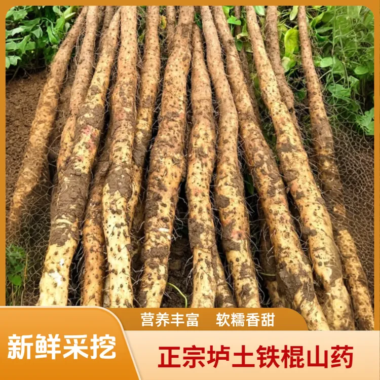 怀辅堂焦作温县正宗铁棍山药怀山药产地直发新鲜营养山药3斤5斤