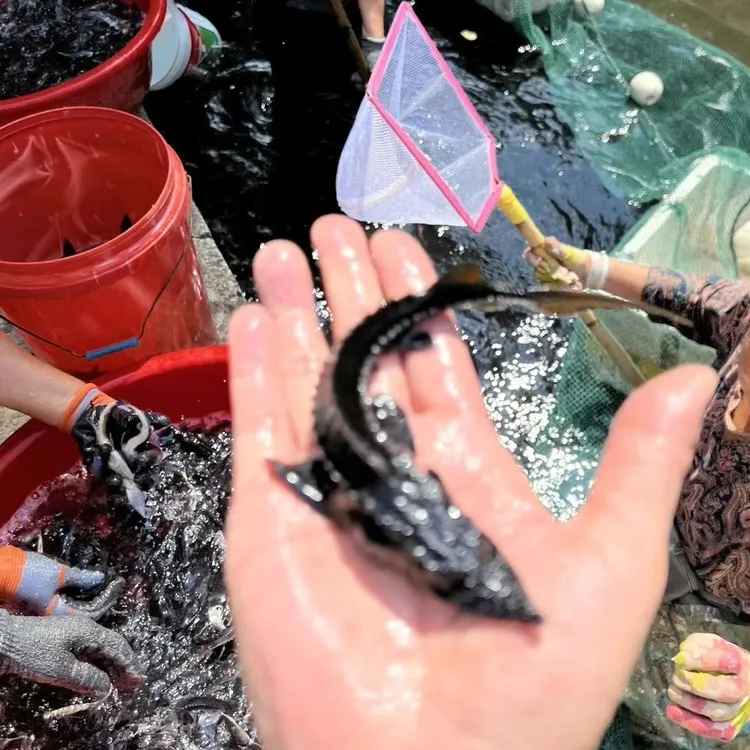 淡水鱼冷水鱼宠物鱼活体可观赏可食用鲟鱼鱼塘水库中华鲟