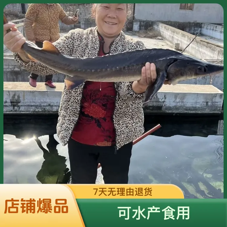 活鱼现杀淡水鱼冷水鱼顺丰包邮鲟鱼过年过节送礼就送鲟龙鱼