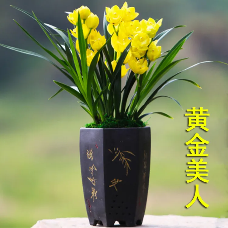 大花蕙兰黄金美人浓香型室内绿植盆栽花卉