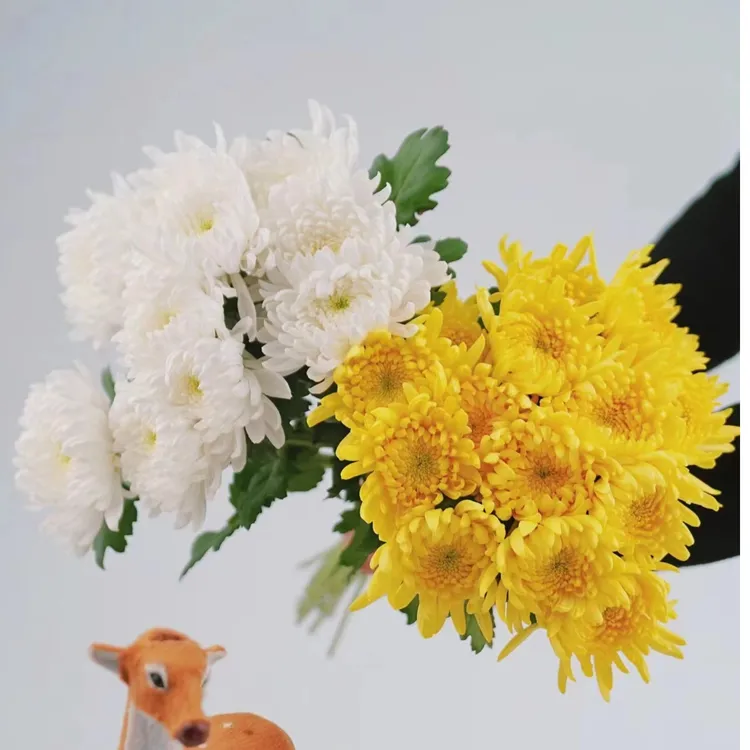 黄白菊新鲜采摘鲜花花束基地全国直发包邮美观