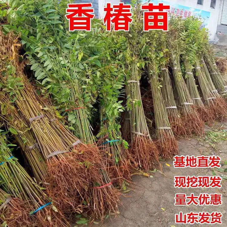 红油香椿苗树绿油香椿树苗产量高四季食用椿树苗盆栽地林果园