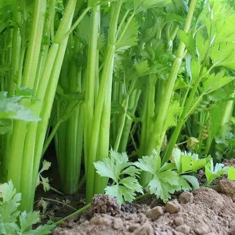 新鲜芹菜河南当季芹菜现摘现发农家自种产地直发芹菜