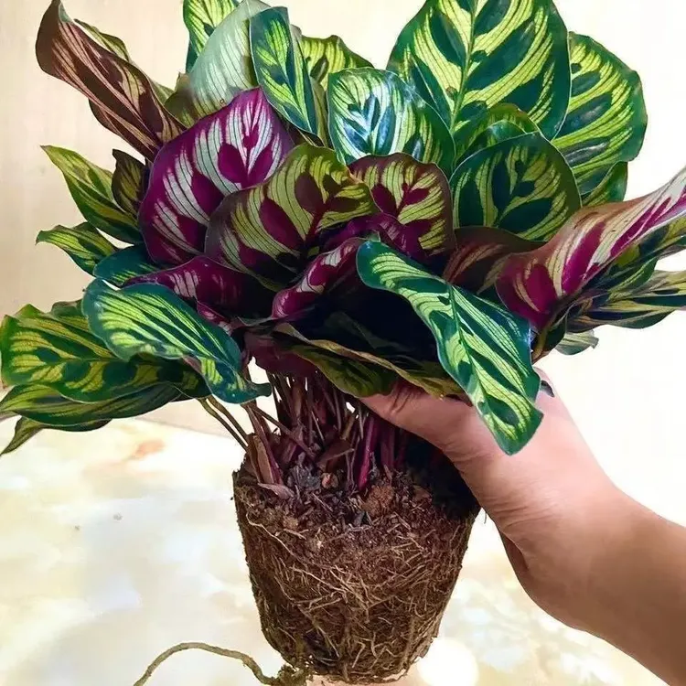 彩叶芋孔雀竹芋花卉叶蝉室内办公室绿植好养四季常青吸甲醛盆栽