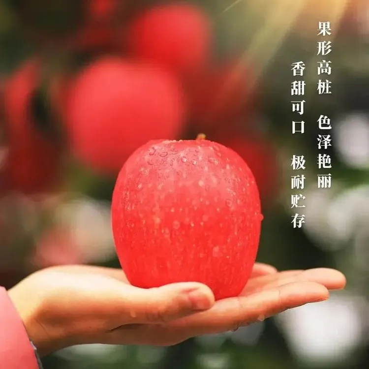延安瑞香红苹果、又甜、又脆、带皮吃