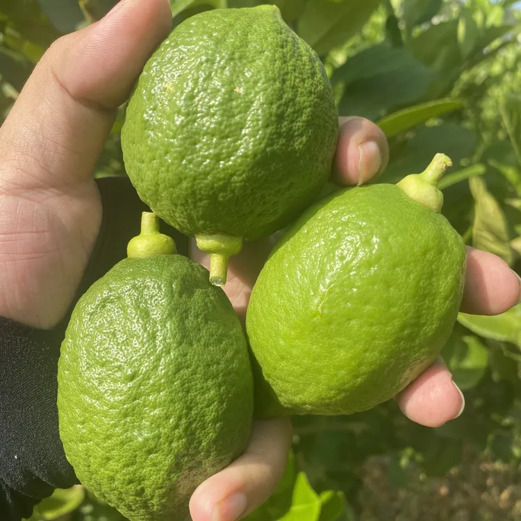 广东香水柠檬新鲜现摘一级果无籽青柠檬奶茶店专用二级果手打柠檬