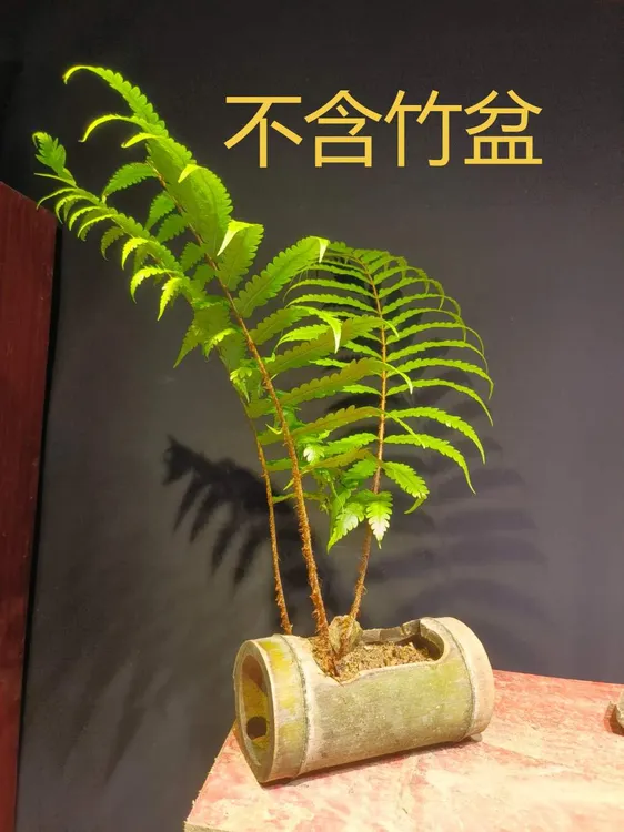 蕨类 微景观摆设土培种植
