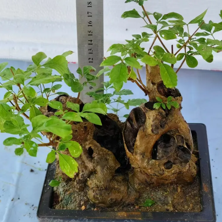 黄荆盆景老桩精品熟桩碳化舍利镂空易养阳台与室外庭院绿植盆栽