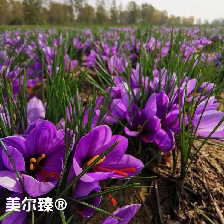 正宗【藏红花种球】多年生种植室内阳台庭院花卉植物耐寒植物中草商品图