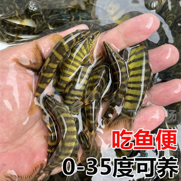壮体沙鳅 原生鱼 冷水鱼 清洁鱼 工具鱼 清理残渣垃圾 吃鱼便