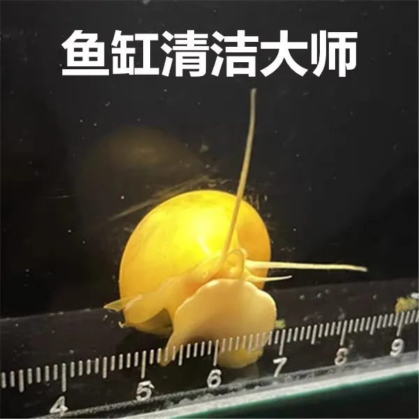 黄金螺 清洁螺 除藻螺 迷你观赏螺 清洁鱼缸残渣